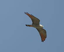 Plumbeous Kite