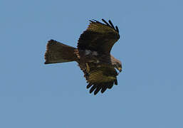 Black Kite