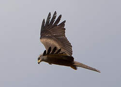 Black Kite