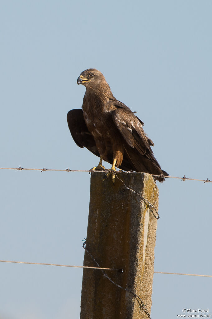 Black Kiteadult post breeding, identification, moulting