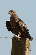 Black Kite