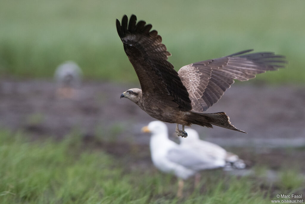 Black Kiteadult, Flight