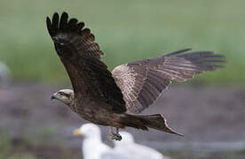 Black Kite