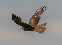 Black Kite