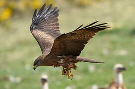 Black Kite