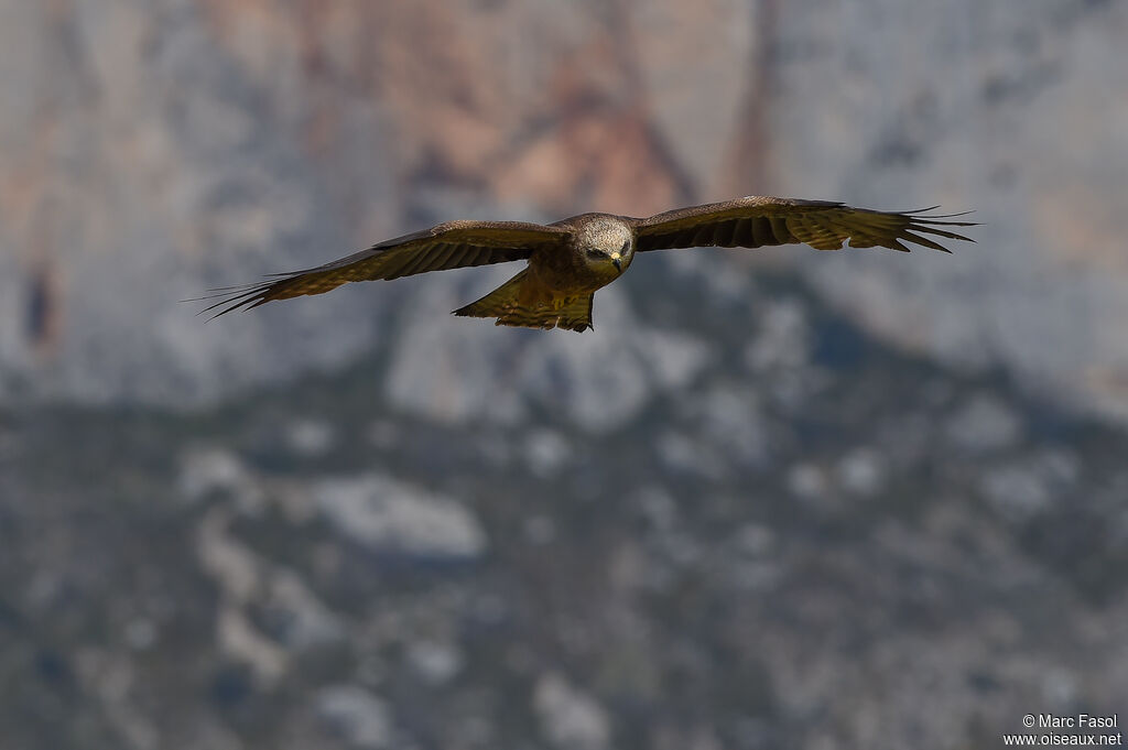 Black Kiteadult breeding, Flight