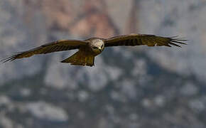 Black Kite