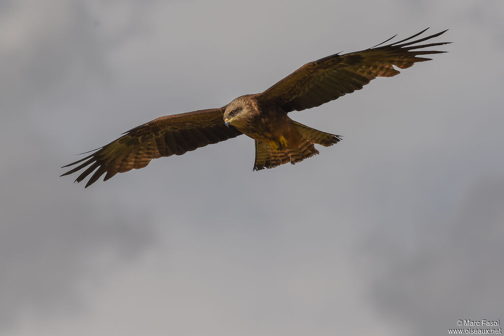 Black Kiteadult breeding, Flight