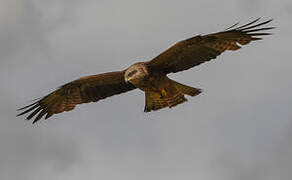 Black Kite