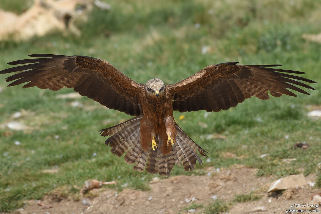 Black Kiteadult, Flight, feeding habits