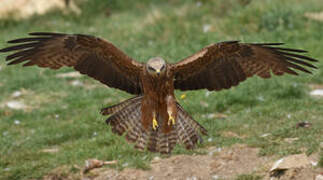 Black Kite