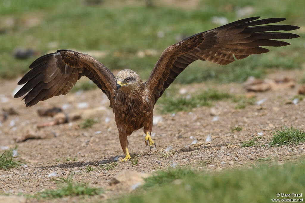 Black Kiteadult, Flight, walking, feeding habits