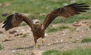 Black Kite