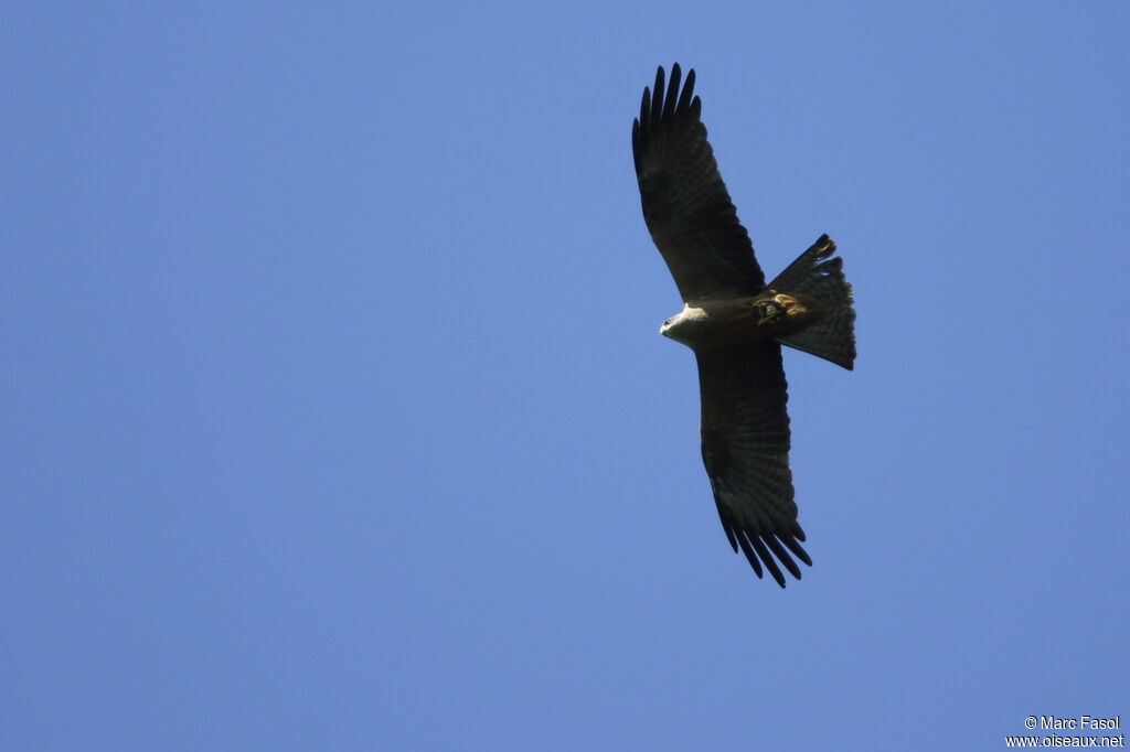 Black Kiteadult breeding, Flight