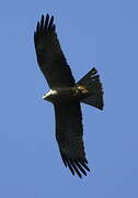 Black Kite