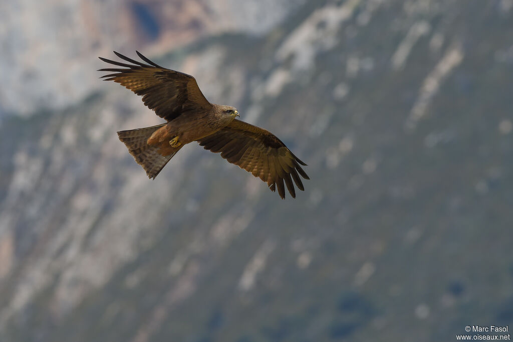 Black Kiteadult breeding, Flight