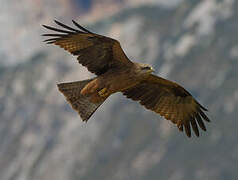 Black Kite