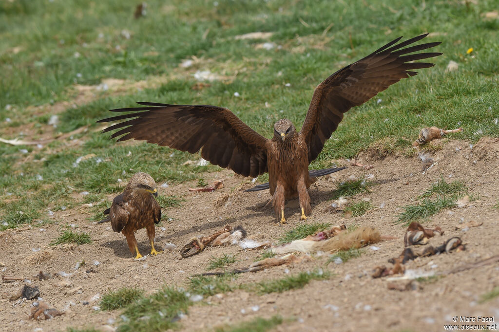 Black Kiteadult breeding, feeding habits