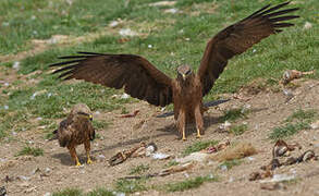 Black Kite