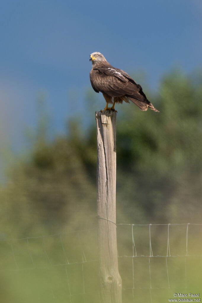 Black Kite adult, breeding, identification