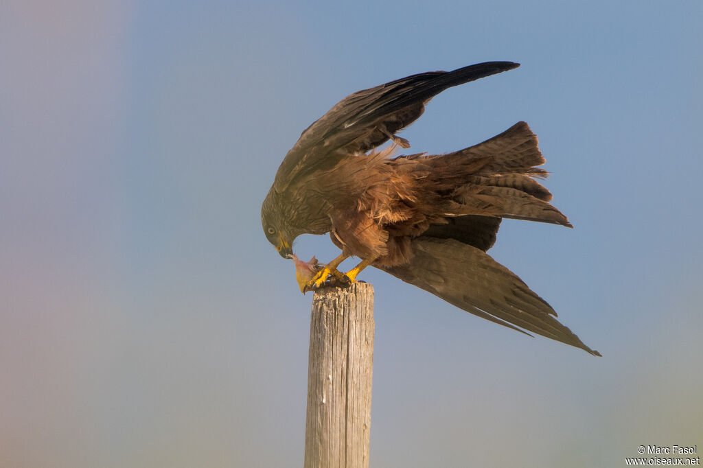 Black Kite adult, identification, eating