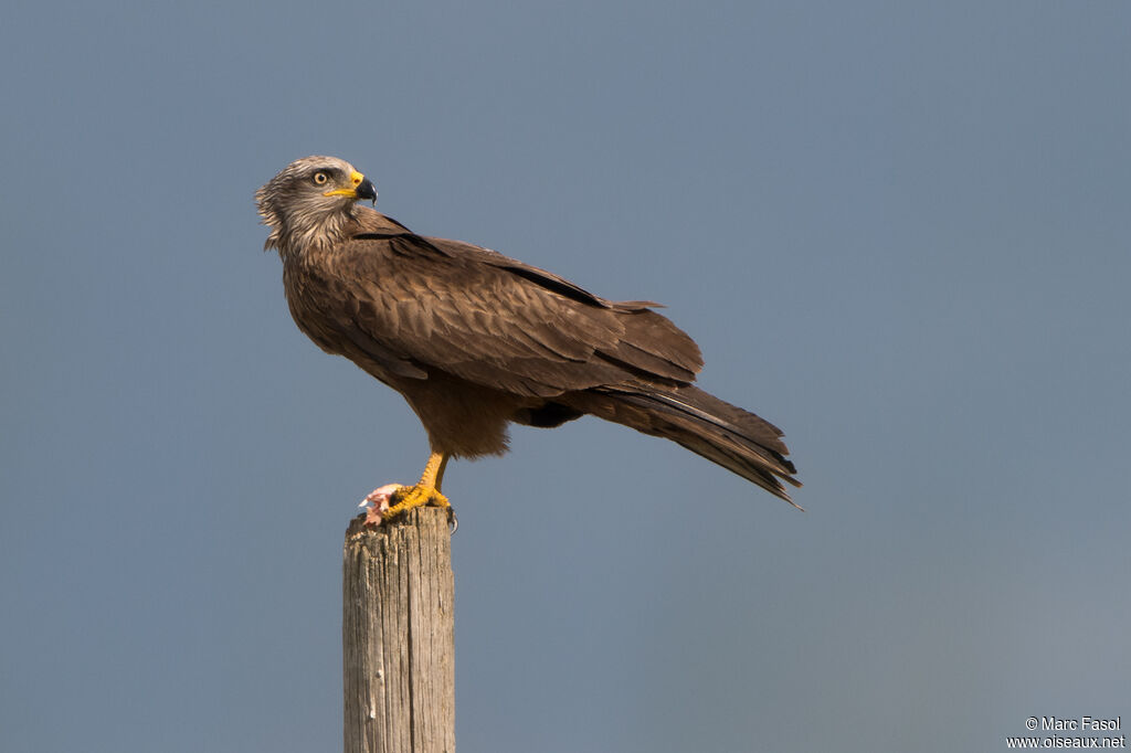 Black Kite ''