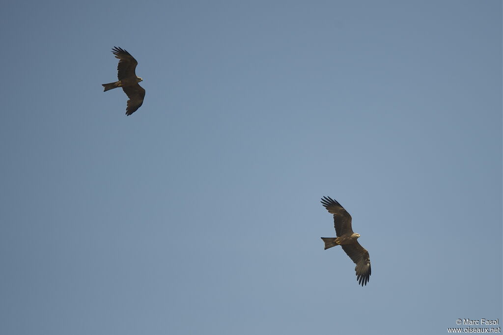 Black Kiteadult, Flight