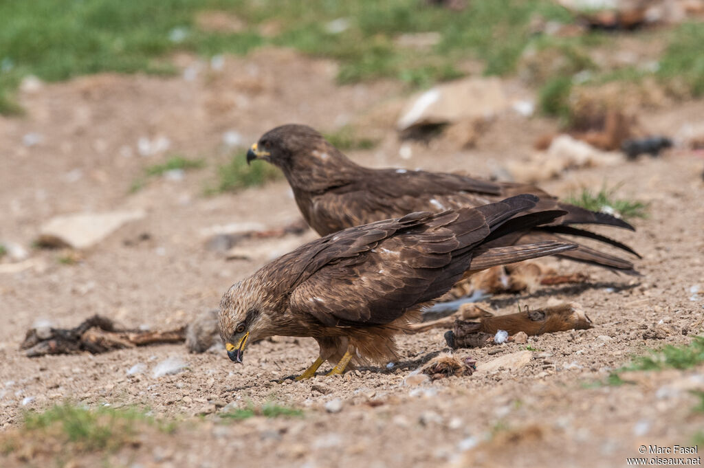 Black Kiteadult breeding, eats