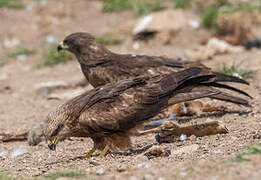 Black Kite