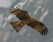 Black Kite