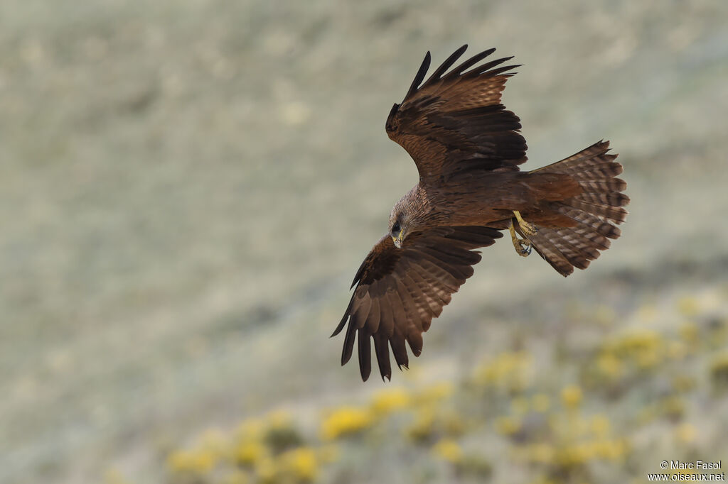 Black Kiteadult breeding, Flight