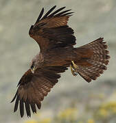 Black Kite