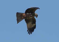 Black Kite