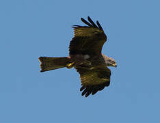 Black Kite