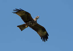 Black Kite