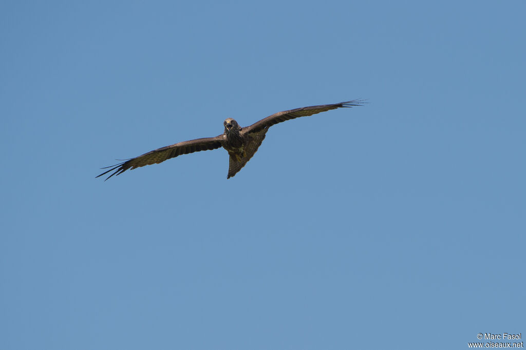 Black Kiteadult, Flight