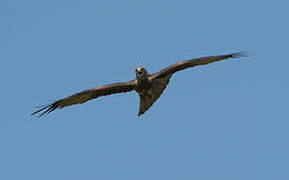 Black Kite