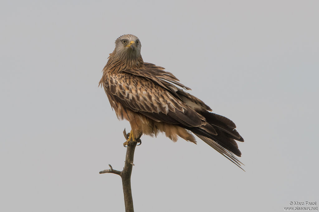 Red Kiteadult, identification