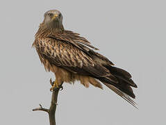 Red Kite