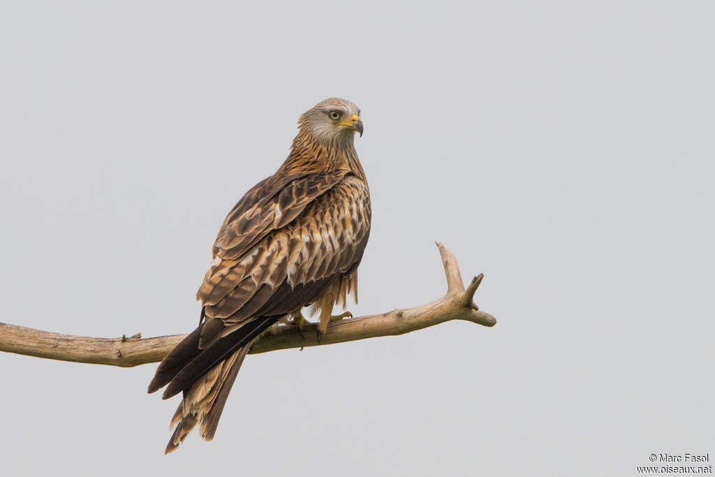 Red Kiteadult, identification