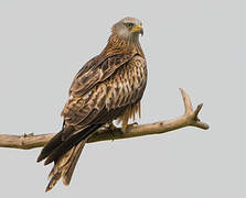 Red Kite