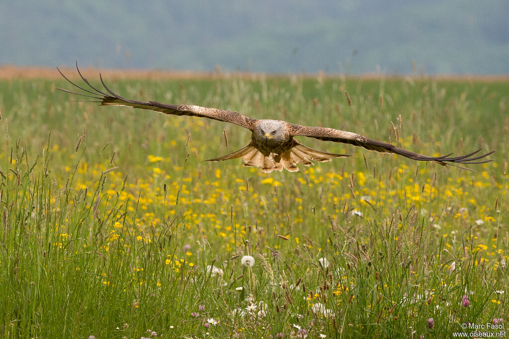 Red Kiteadult breeding, Flight