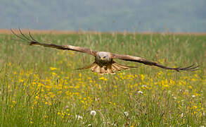 Red Kite