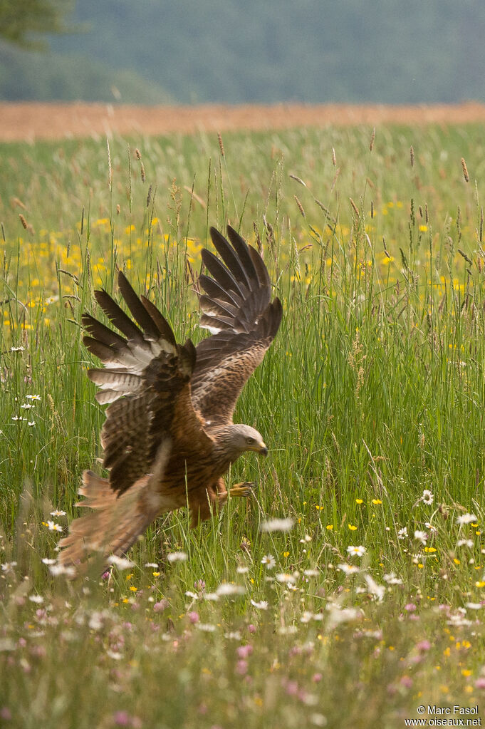 Red Kiteadult, Flight