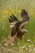 Red Kite