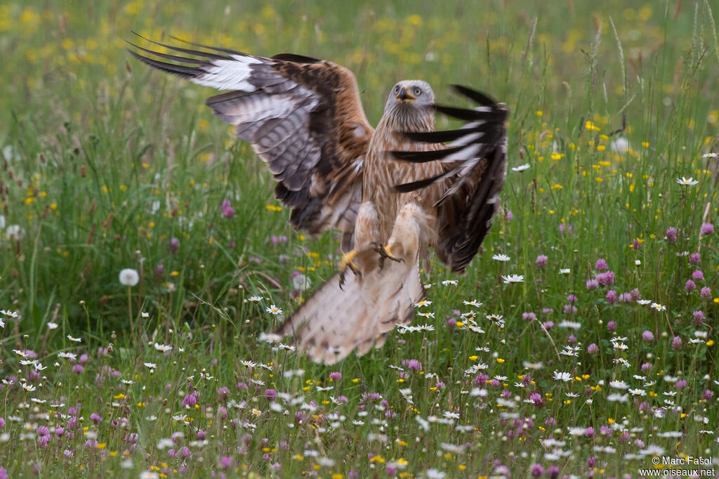 Red Kiteadult breeding, Flight