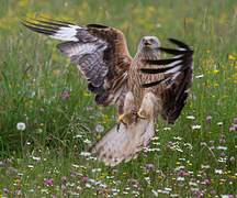 Red Kite