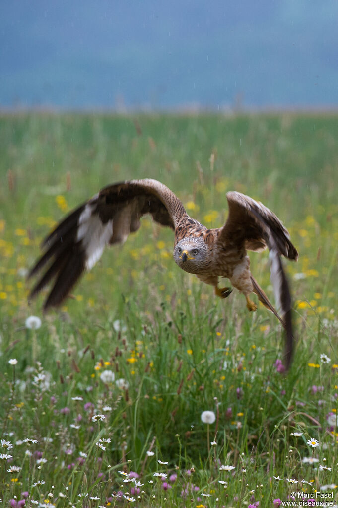 Red Kiteadult, Flight