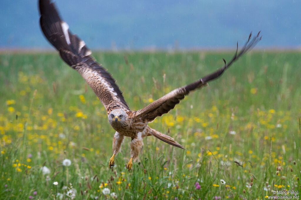 Red Kiteadult, Flight