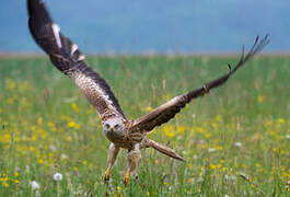 Red Kite